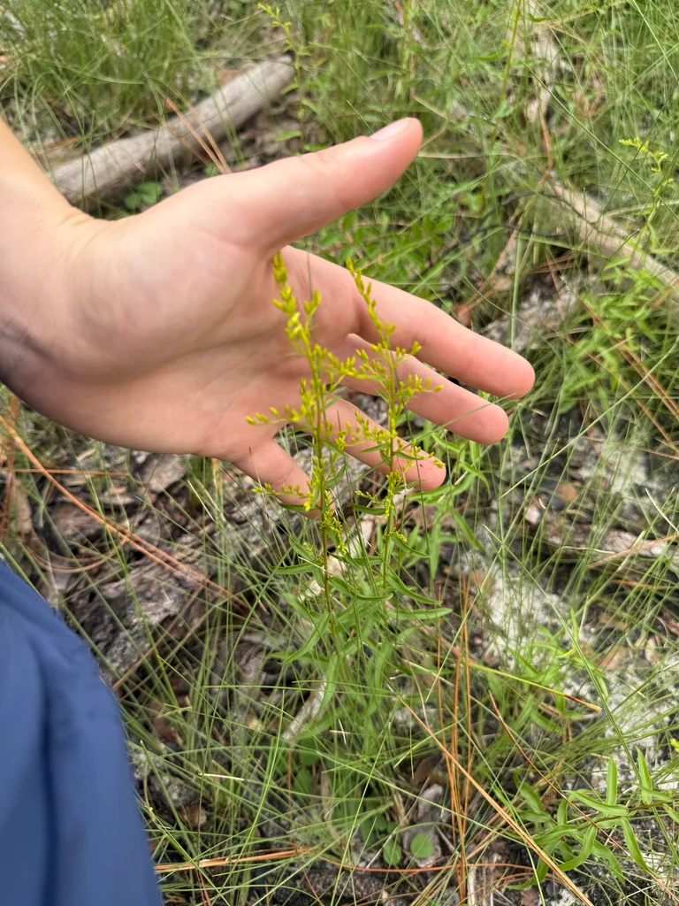 Solidago Odora