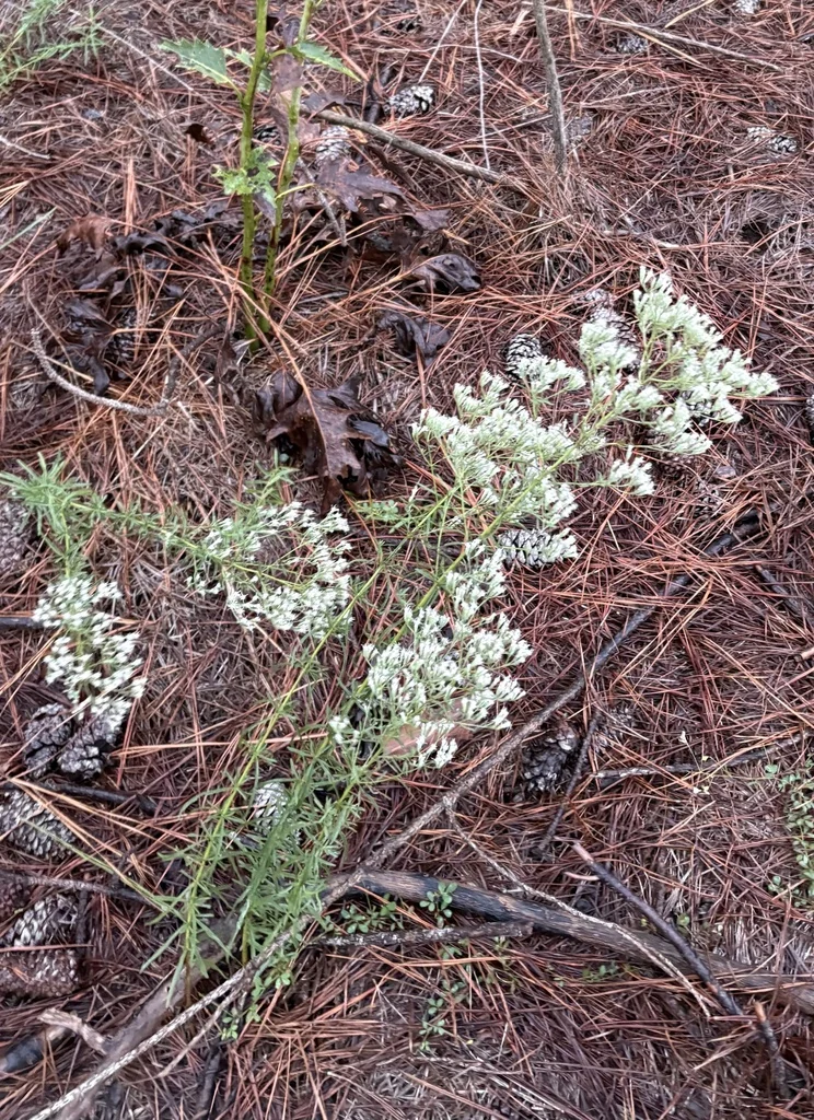 Eupatorium Hyssopifolium