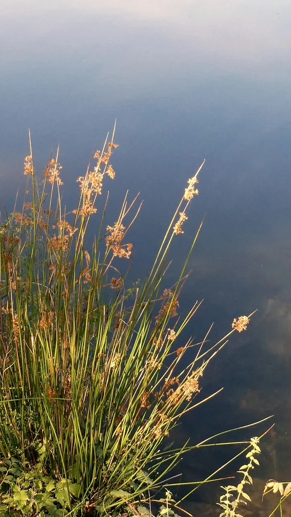 Juncus effusus