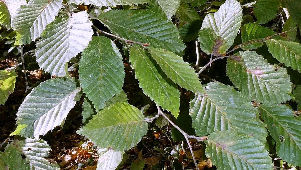 Carpinus Betulus