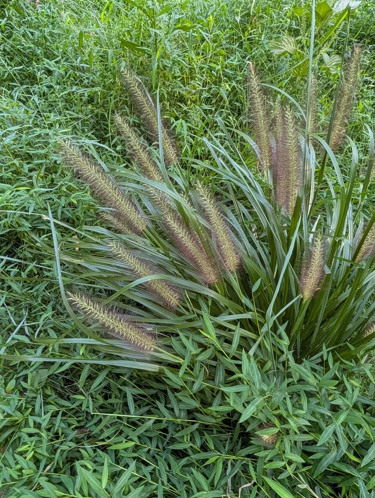 Pennisetum alopecuroides