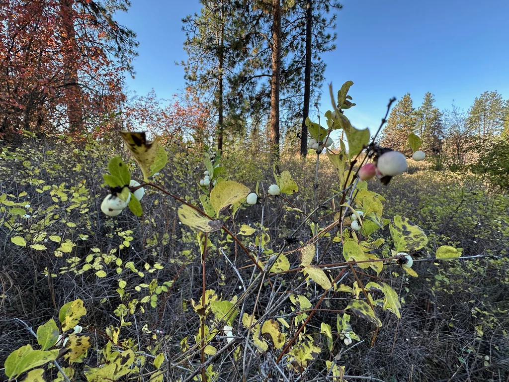 Symphoricarpos Albus