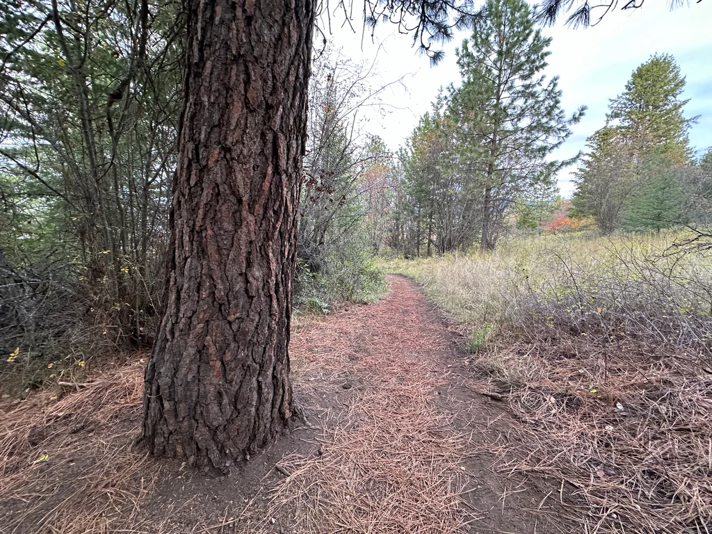 Pinus Ponderosa