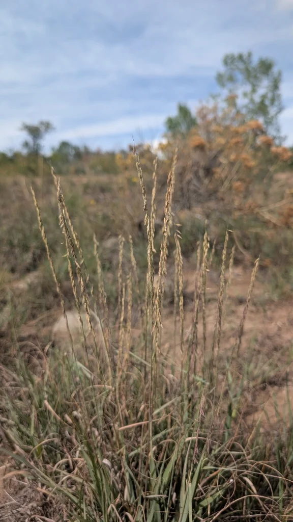 Bouteloua Curtipendula