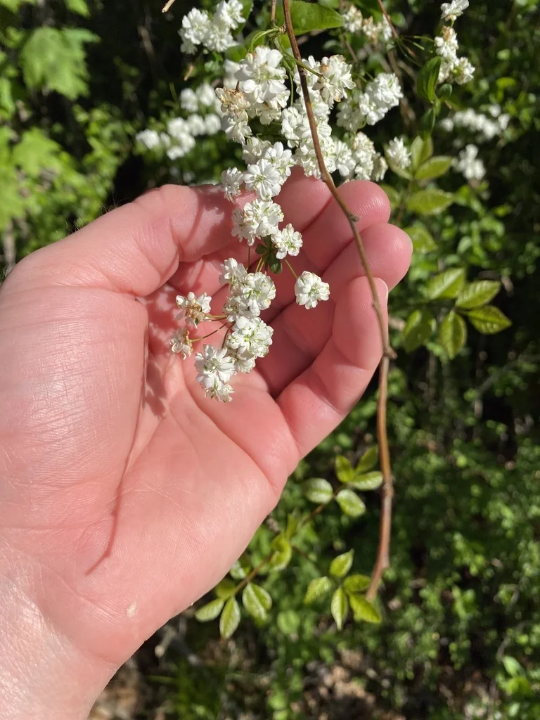 Spiraea Prunifolia