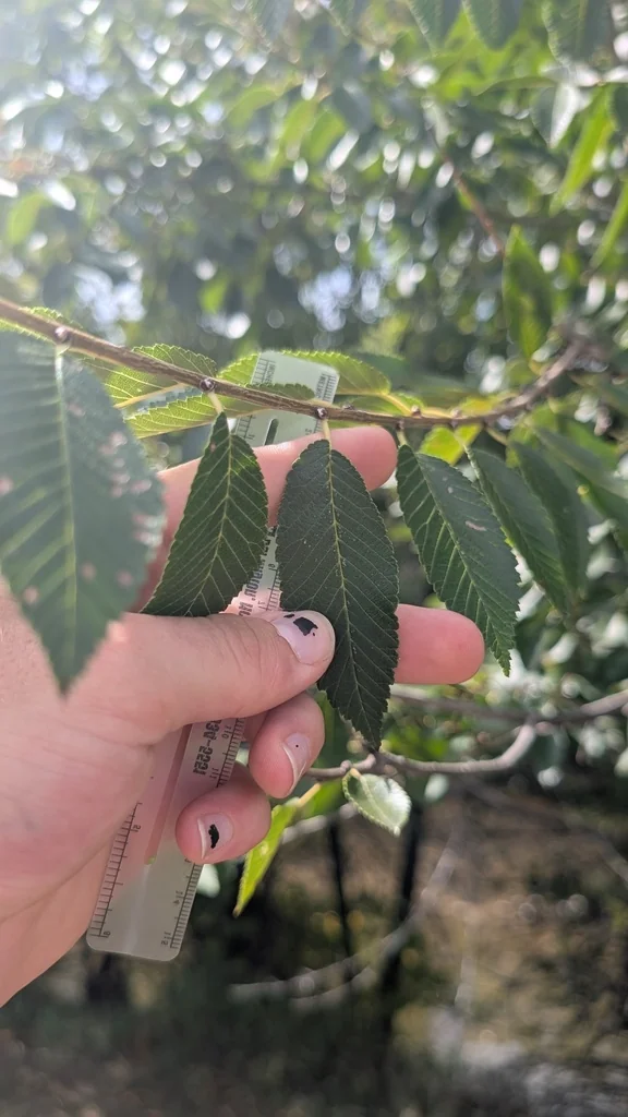 Ulmus Pumila