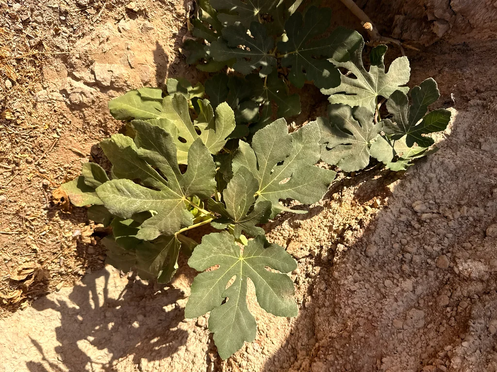 Ficus Carica