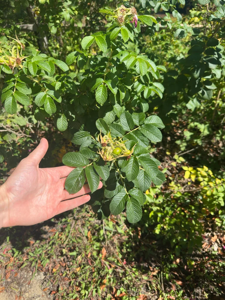 Rosa Rugosa