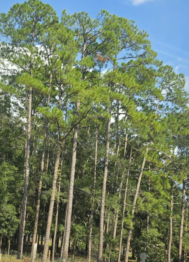 Pinus Elliotii