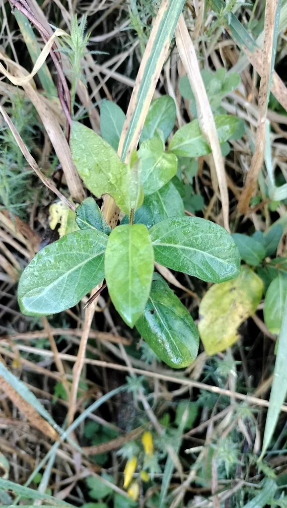 Lonicera Japonica