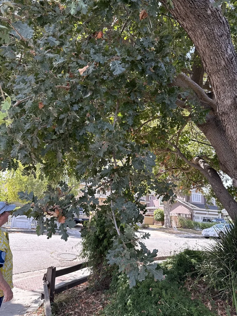 Quercus Lobata
