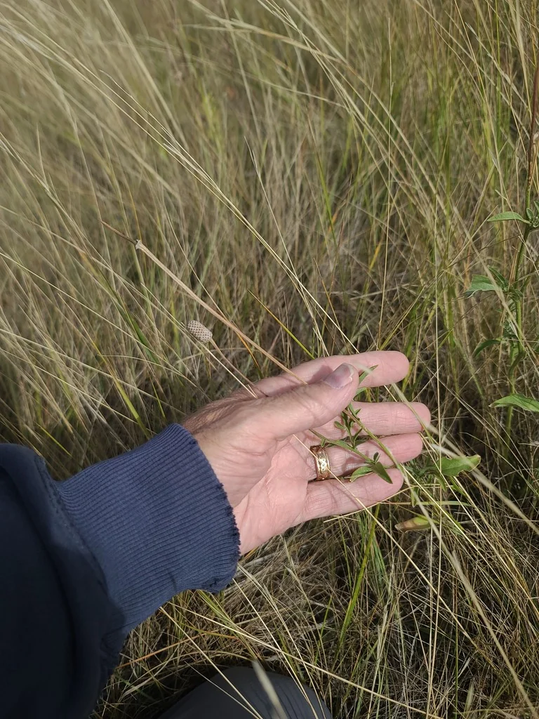 Ratibida Columnifera