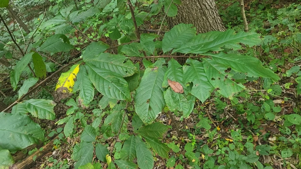 Asimina Triloba