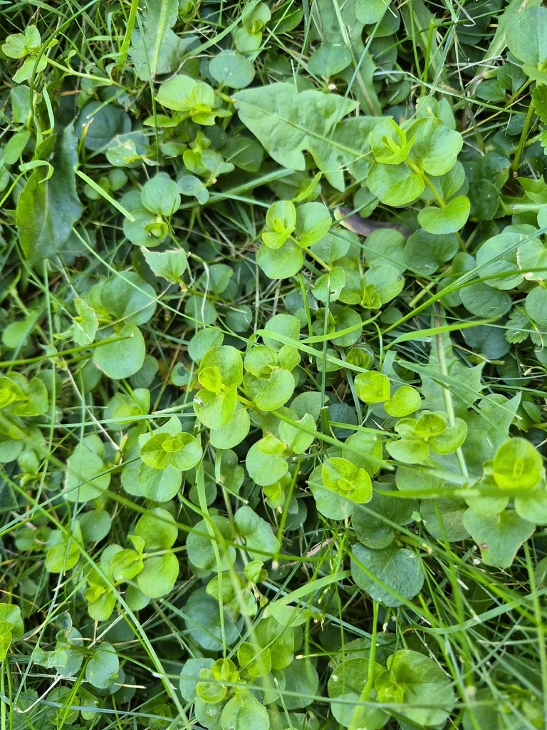 Lysimachia Nummularia