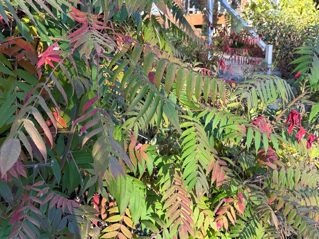 Rhus Typhina