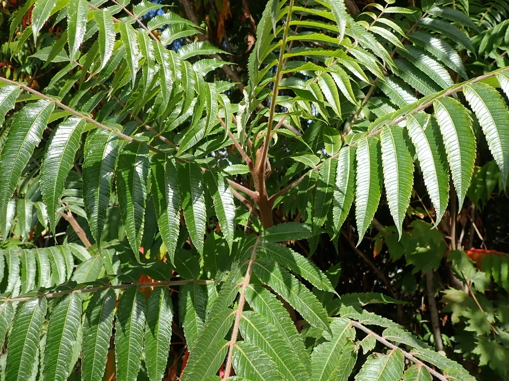 Rhus Typhina
