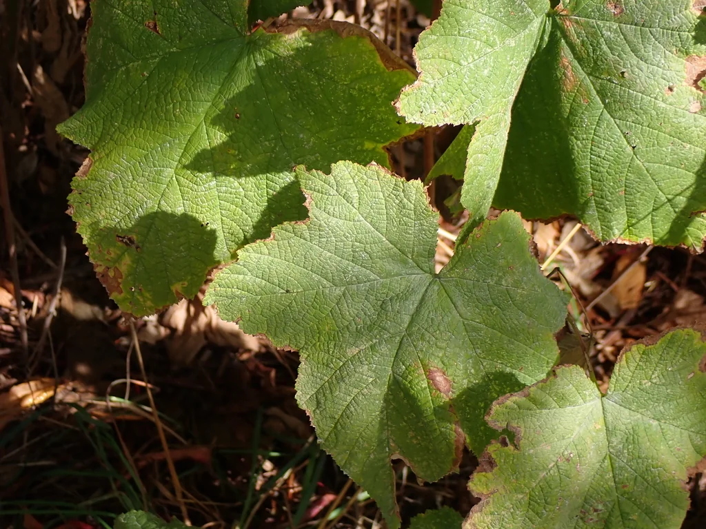 Rubus Parviflorus