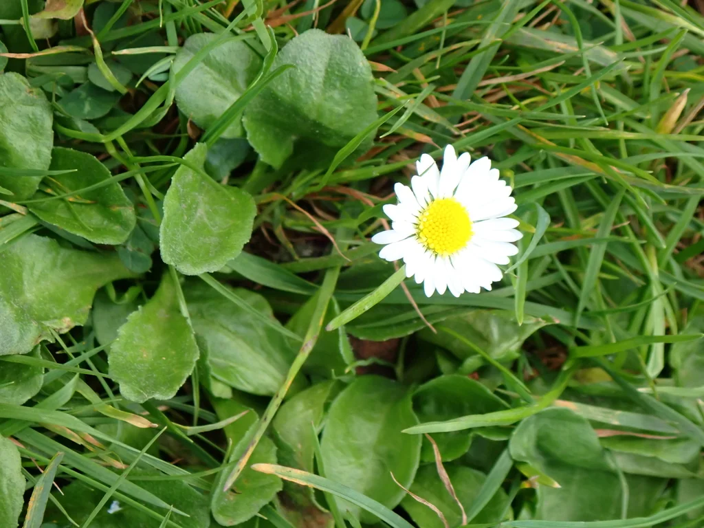 Bellis Perennis