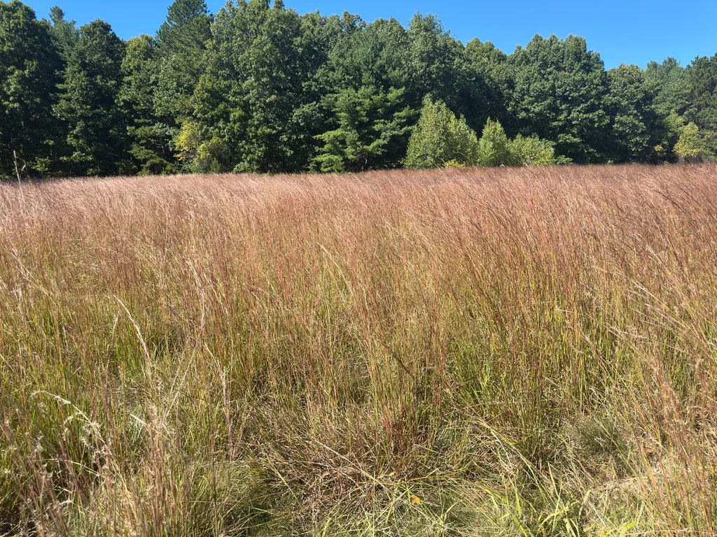 Schizachyrium scoparium