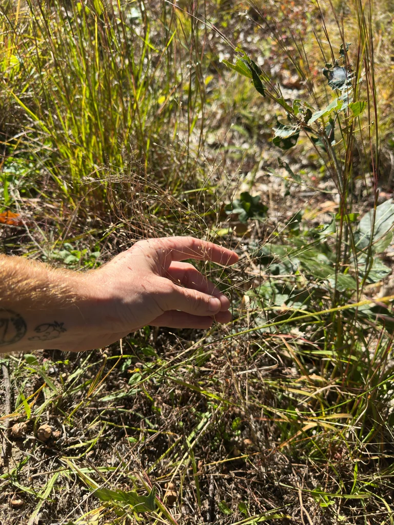 Eragrostis Spectabilis