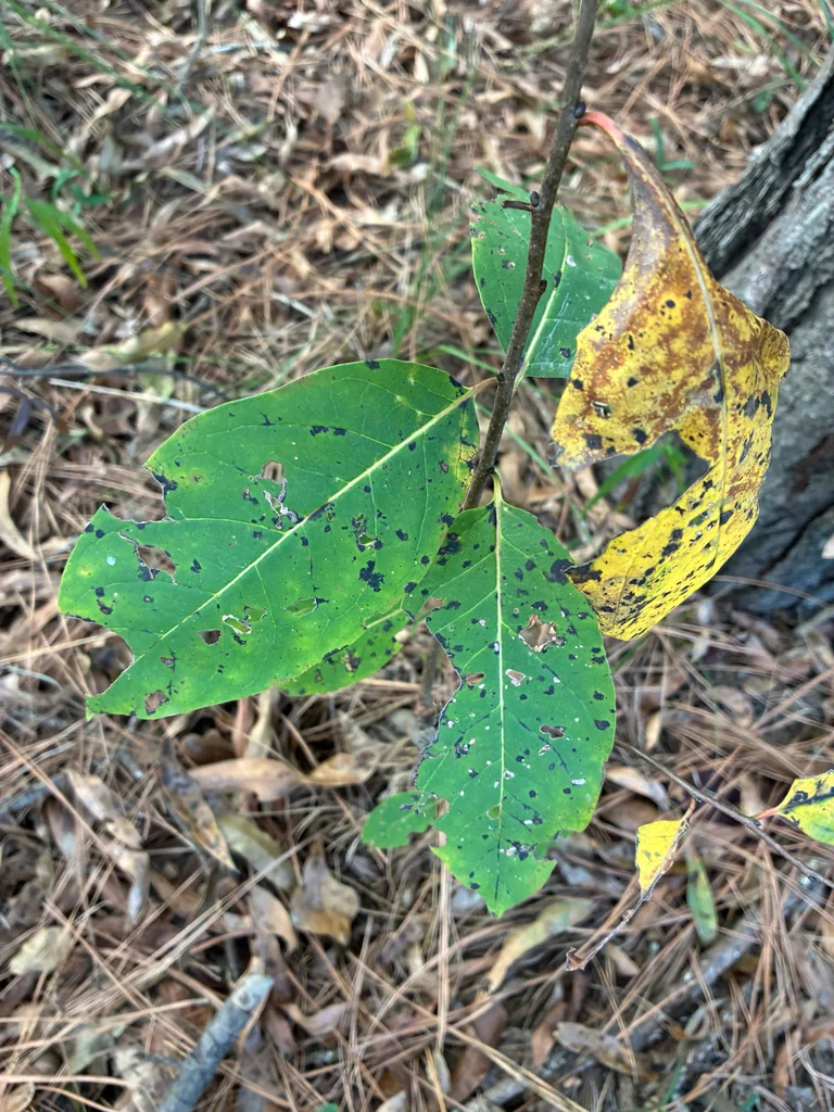 Diospyros Virginiana