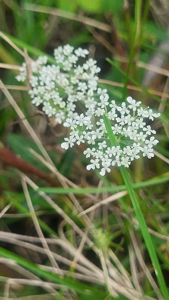 Daucus Carota