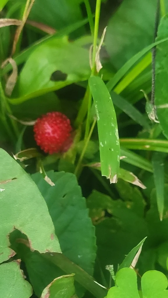 Duchesnea Indica