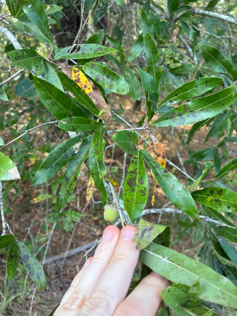 Quercus Phellos