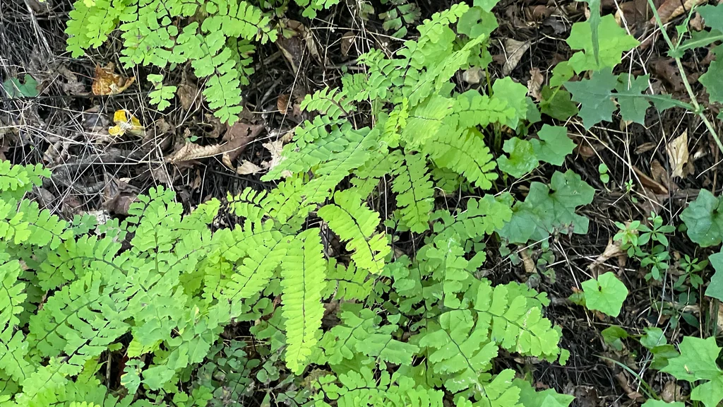 Adiantum Pedatum