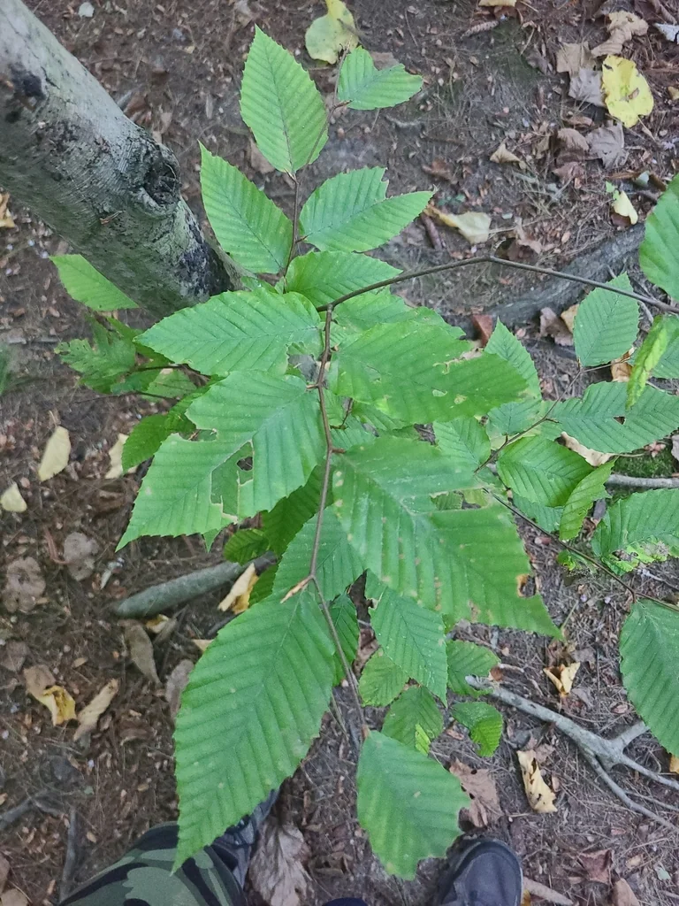 Fagus grandifolia