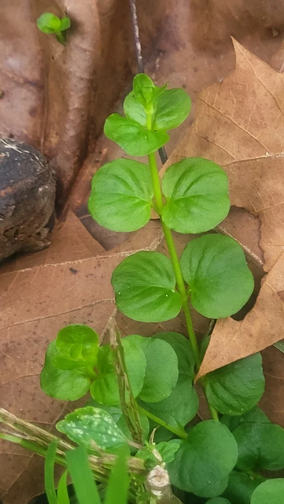 Lysimachia Nummularia