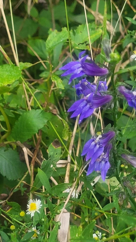 Lobelia Siphilitica