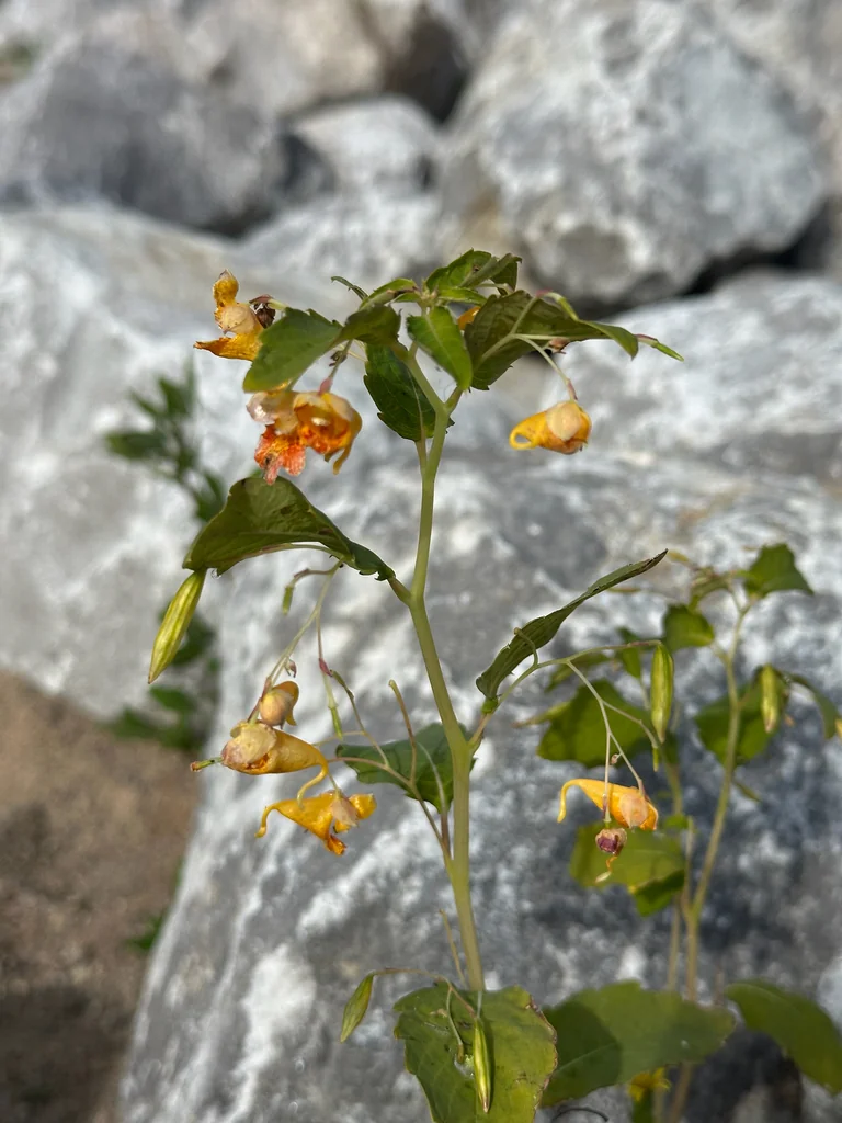Impatiens Capensis