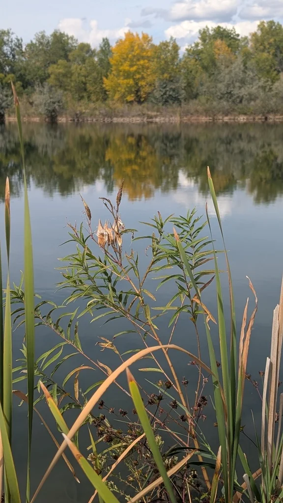 Asclepias Incarnata