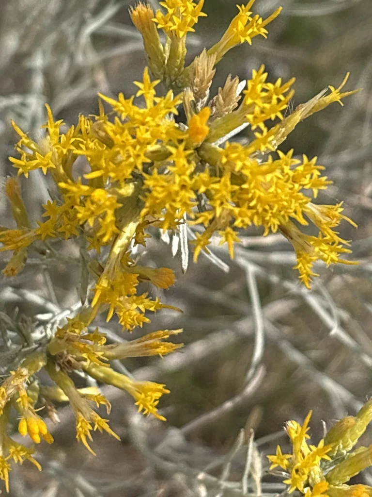 Chrysothamnus Nauseosus