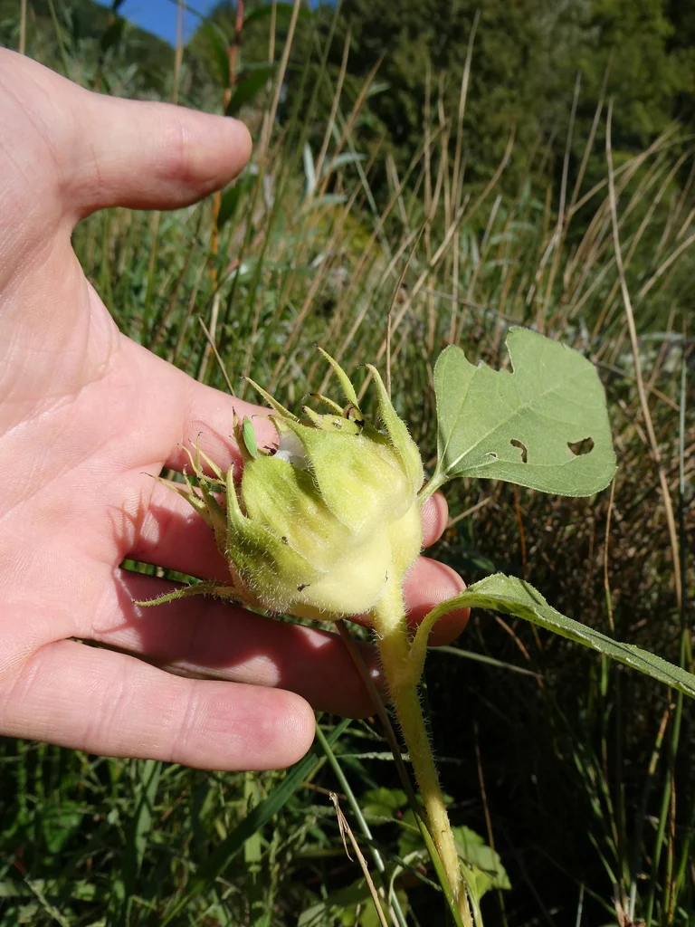 Helianthus Annuus