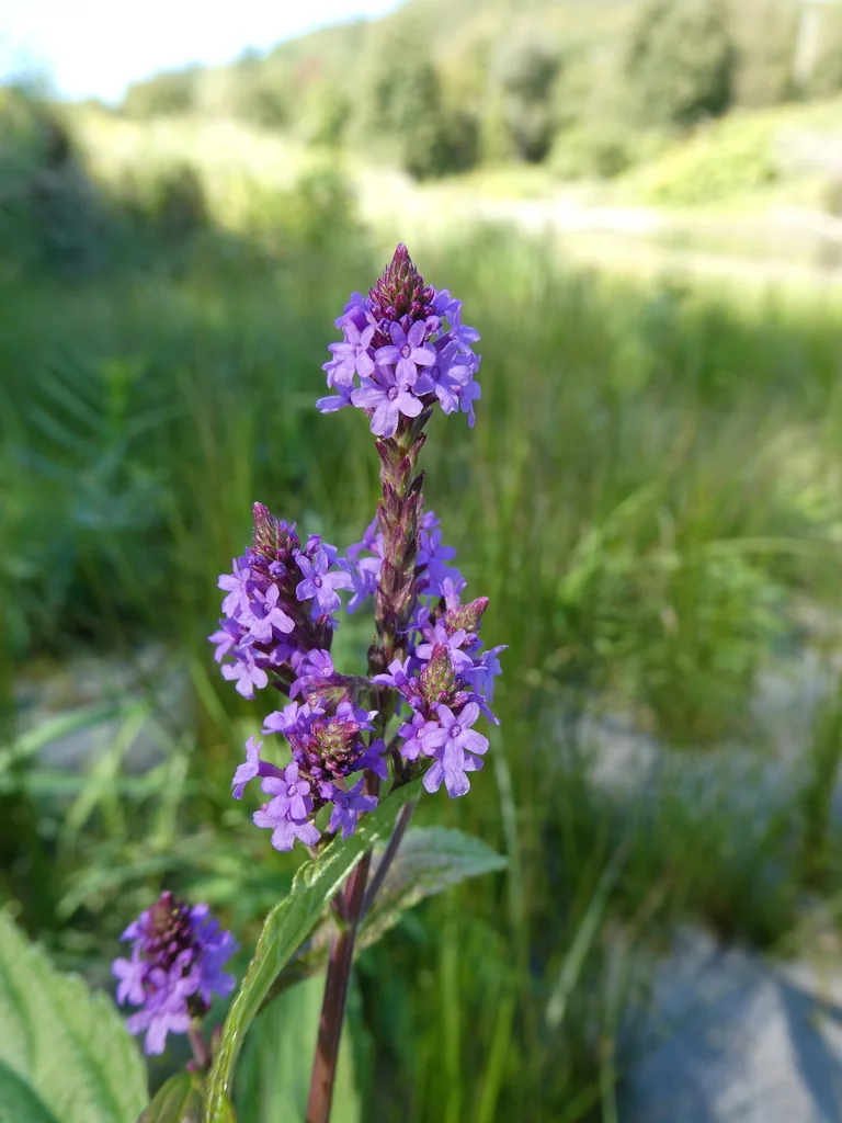 Verbena Hastata