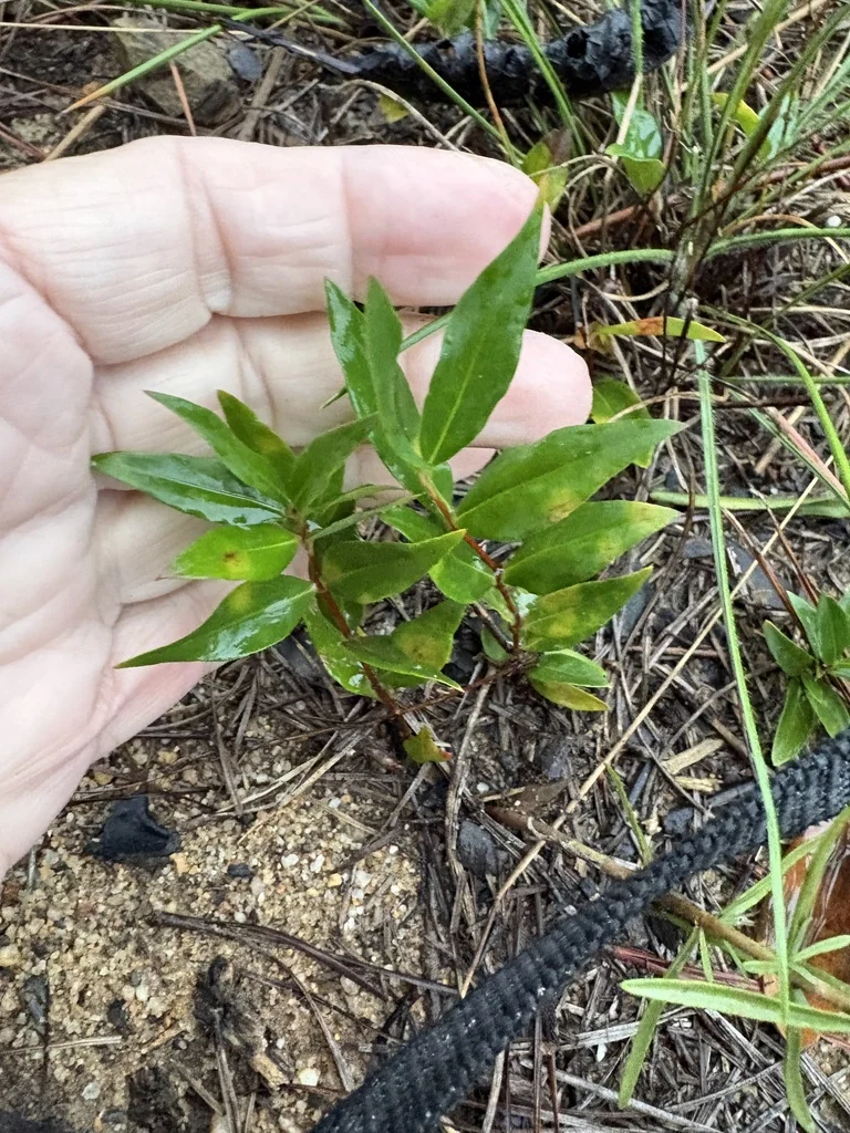 Gelsemium Sempervirens