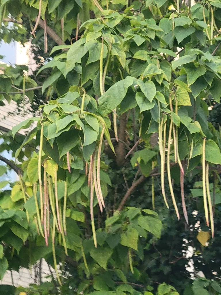 Catalpa Speciosa