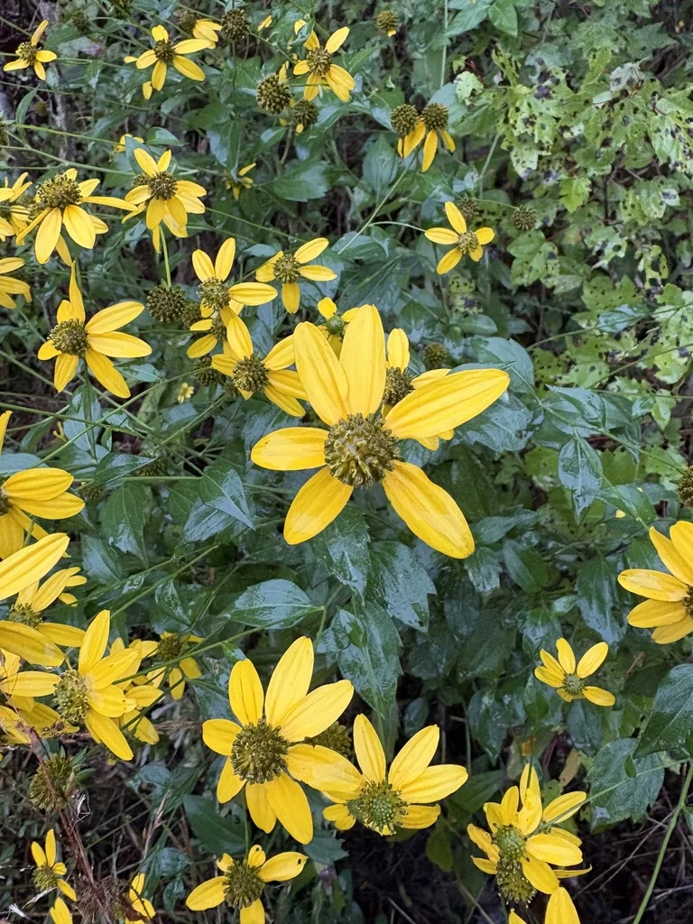 Rudbeckia Laciniata