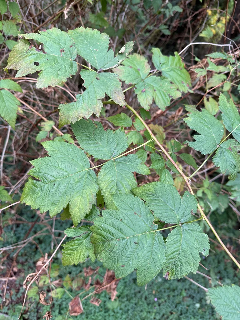 Rubus Spectabilis