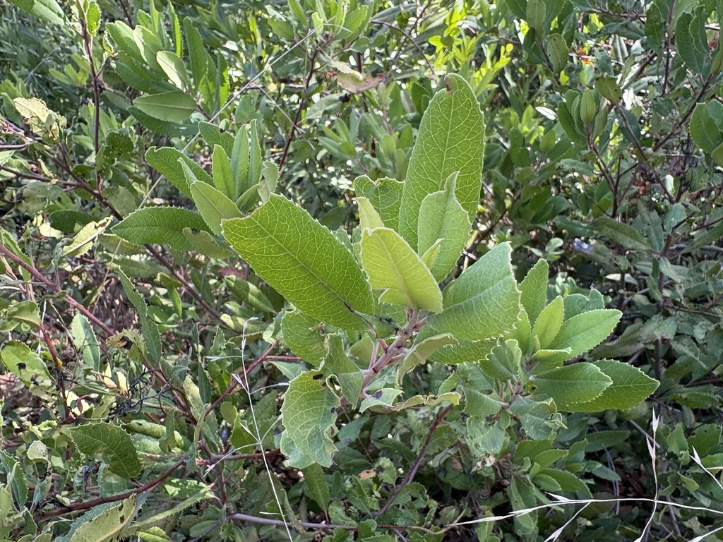 Heteromeles Arbutifolia