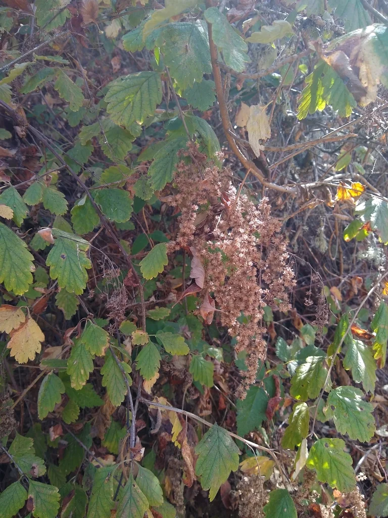 Holodiscus Discolor