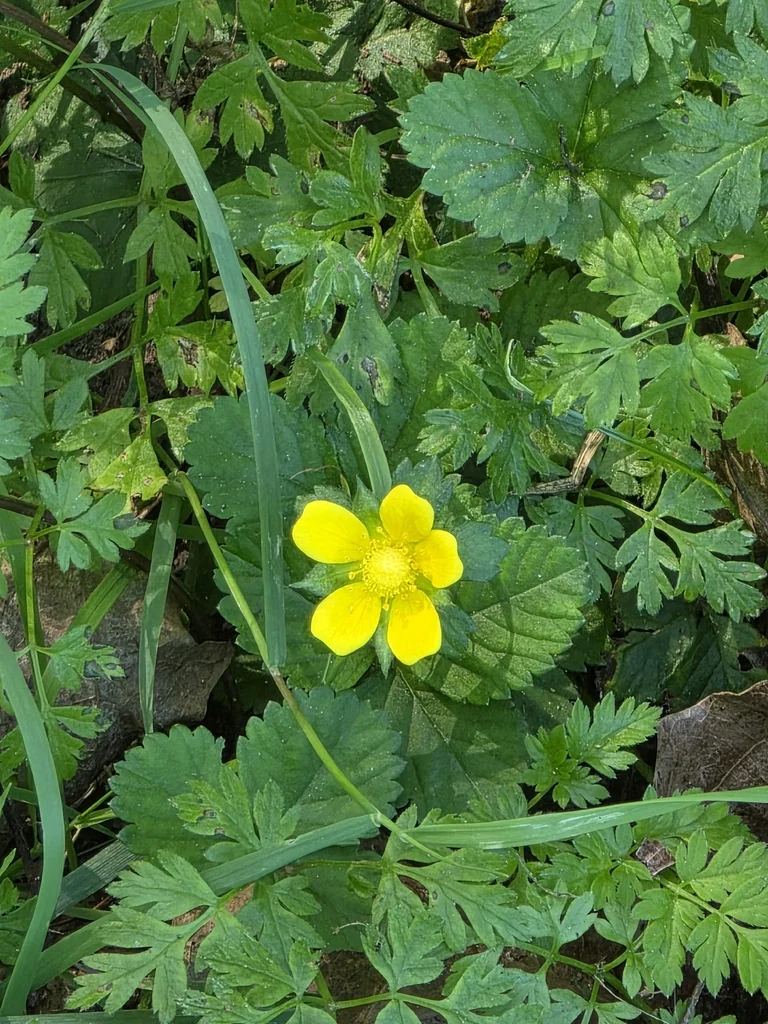 Duchesnea Indica