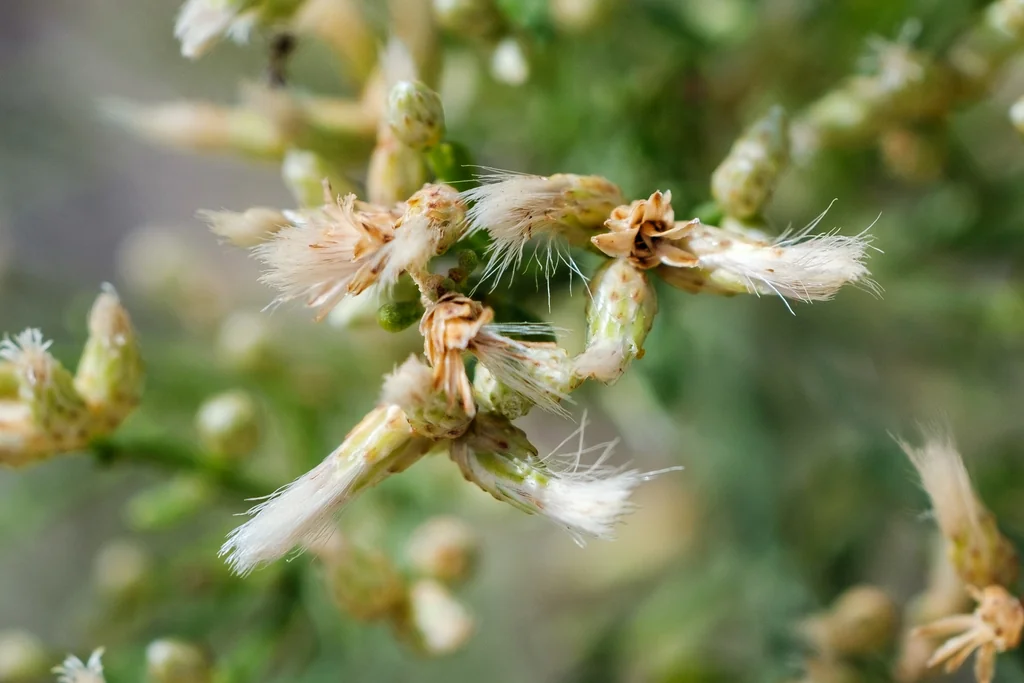 Baccharis Pilularis