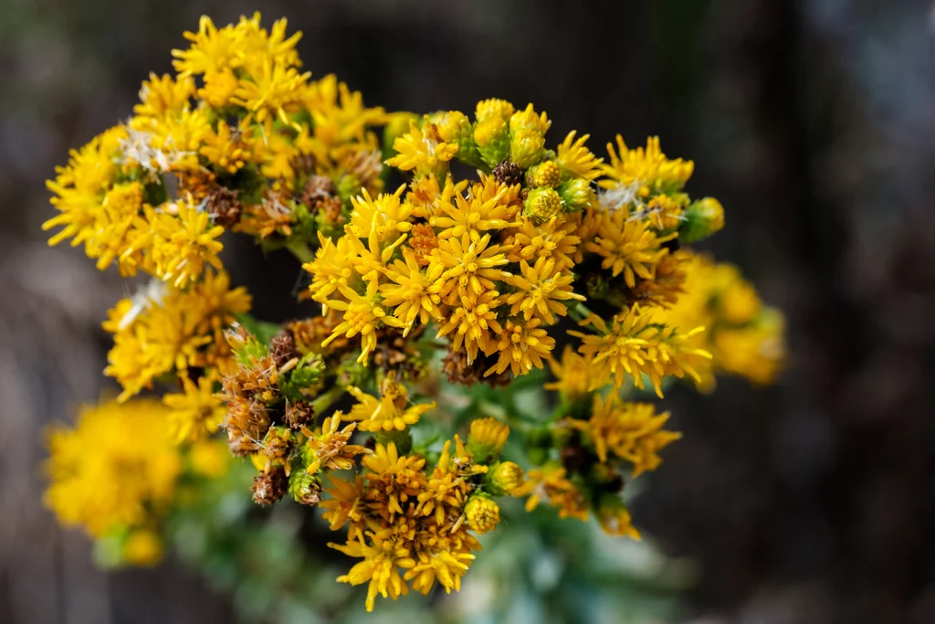 Isocoma Menziesii