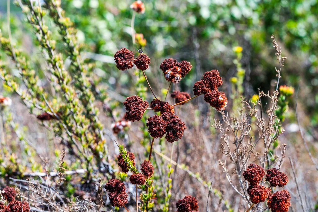 Eriogonum Fasciculatum