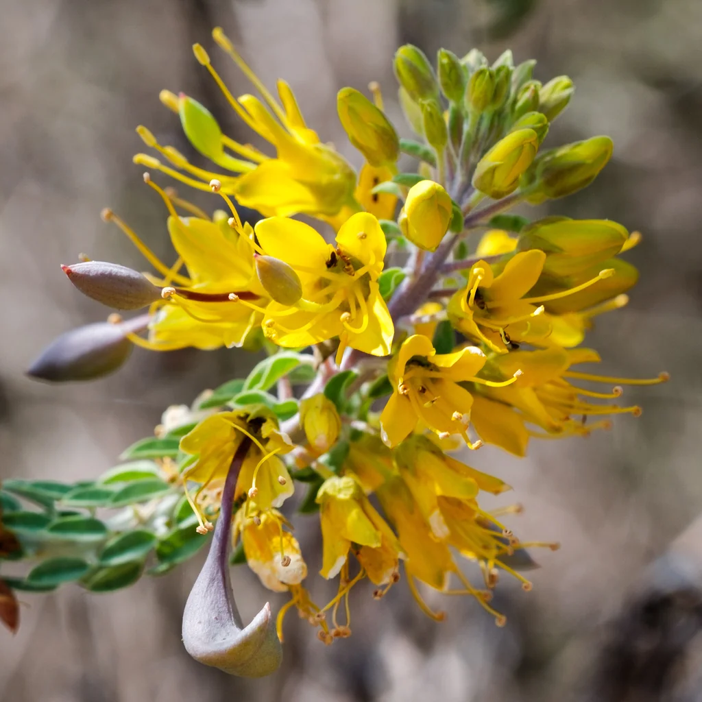 Isomeris Arborea