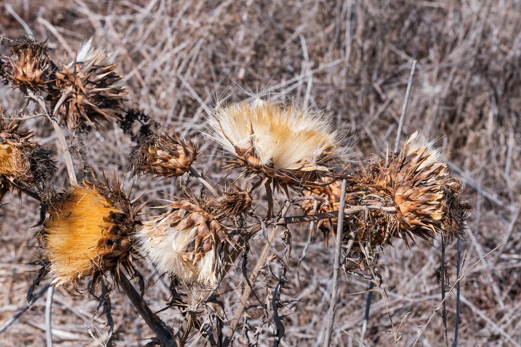 Cynara cardunculus