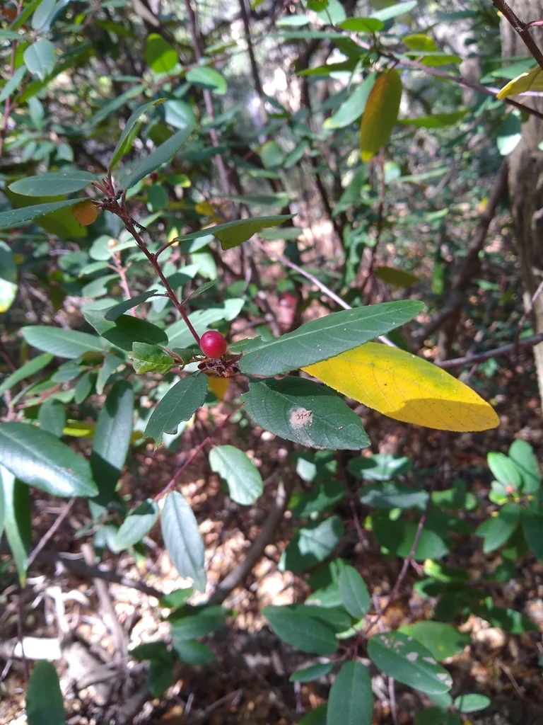 Frangula Californica